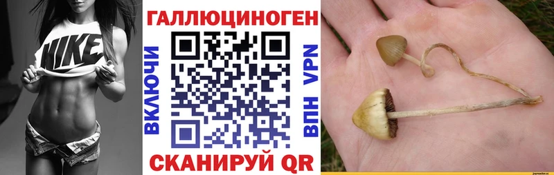 где купить   Россошь  Псилоцибиновые грибы MAGIC MUSHROOMS 
